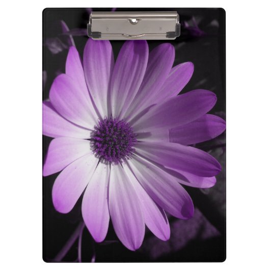 Paarse Daisy Flower-klembord Klembord (Voorkant)