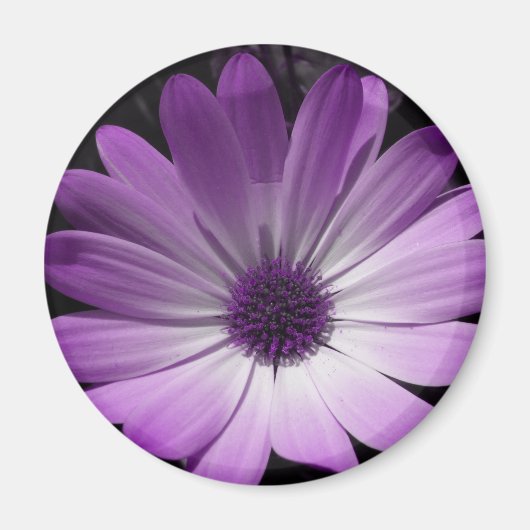 Paarse Daisy Flower Magnet (Voorkant)