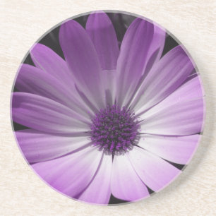 Paarse Daisy Flower Onderzetters