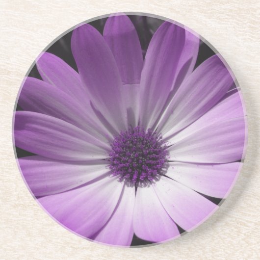 Paarse Daisy Flower Onderzetters (Voorkant)