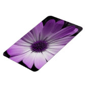 Paarse Daisy Flower Premium Magnet Magneet (Linkerzijde)