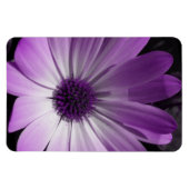 Paarse Daisy Flower Premium Magnet Magneet (Horizontaal)