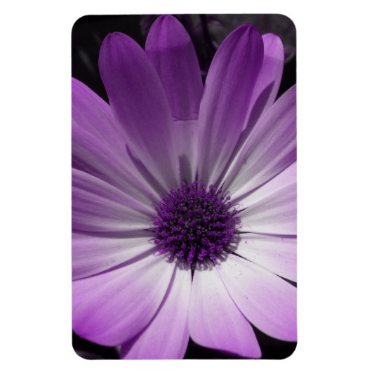 Paarse Daisy Flower Premium Magnet Magneet (Verticaal)