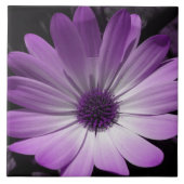 Paarse Daisy Flower Tile Tegeltje (Voorkant)