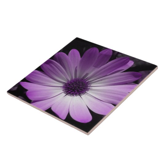 Paarse Daisy Flower Tile Tegeltje (Zijkant)