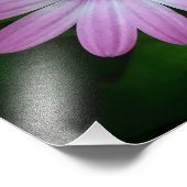 Paarse Daisy Foto Wallart Foto Afdruk (Hoek)