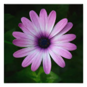 Paarse Daisy Foto Wallart Foto Afdruk (Voorkant)