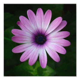 Paarse Daisy Foto Wallart Foto Afdruk