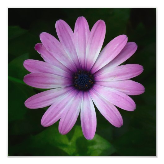 Paarse Daisy Foto Wallart Foto Afdruk (Voorkant)