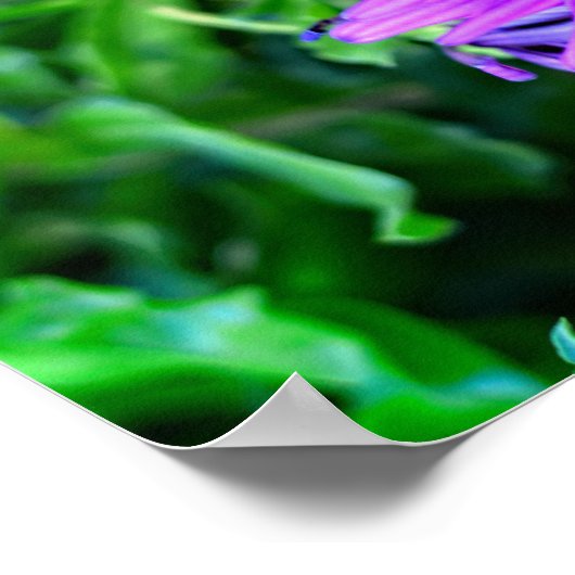 Paarse Daisy in een zomertuin Poster (Hoek)
