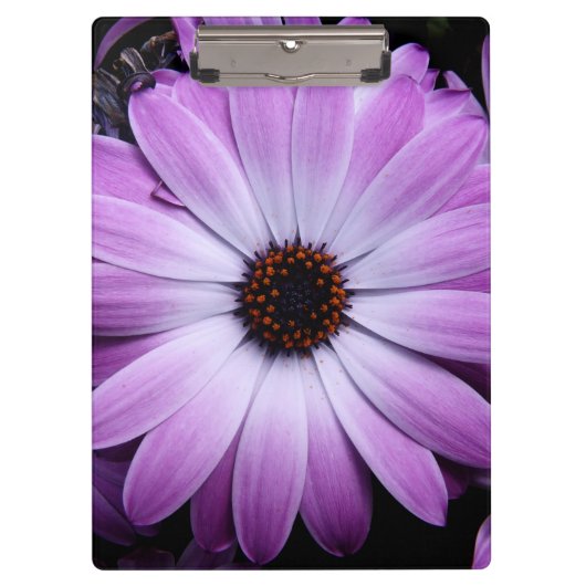 Paarse Daisy Klembord (Voorkant)