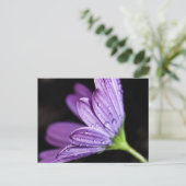 Paarse Daisy Osteospermum Flower Briefkaart (Staand voorkant)