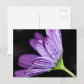 Paarse Daisy Osteospermum Flower Briefkaart (Voorkant / Achterkant)