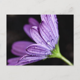 Paarse Daisy Osteospermum Flower Briefkaart