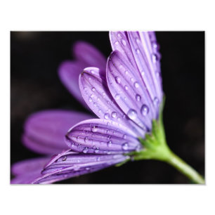 Paarse Daisy Osteospermum Flower Foto Afdruk