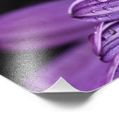 Paarse Daisy Osteospermum Flower Foto Afdruk (Hoek)