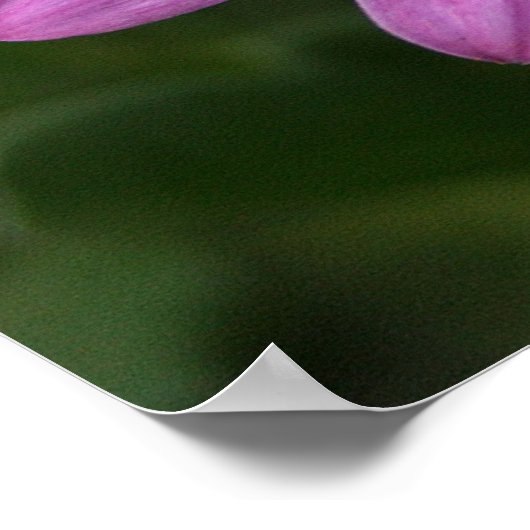 Paarse Daisy Poster (Hoek)