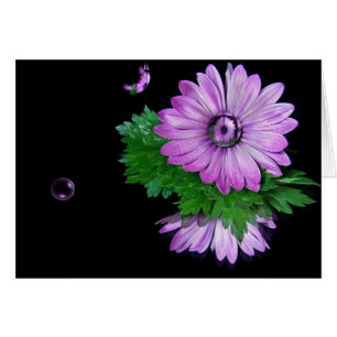 Paarse Daisy Reflection