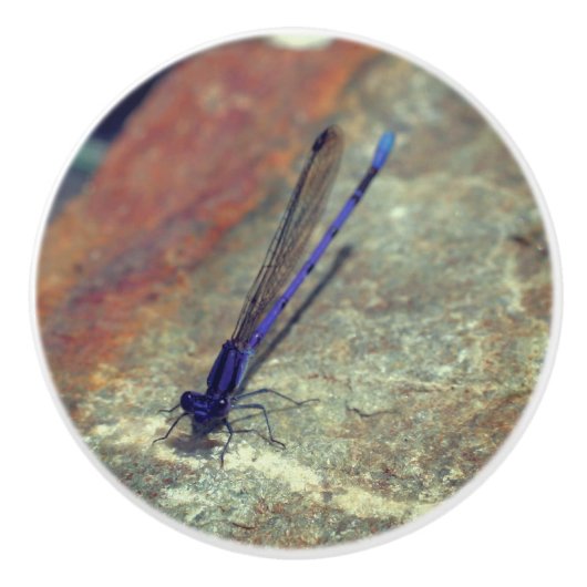 Paarse Damselfly gooit de rots dicht Keramische Knop (Voorkant)