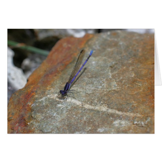 Paarse Damselfly-Natuur (Voorkant Horizontaal)
