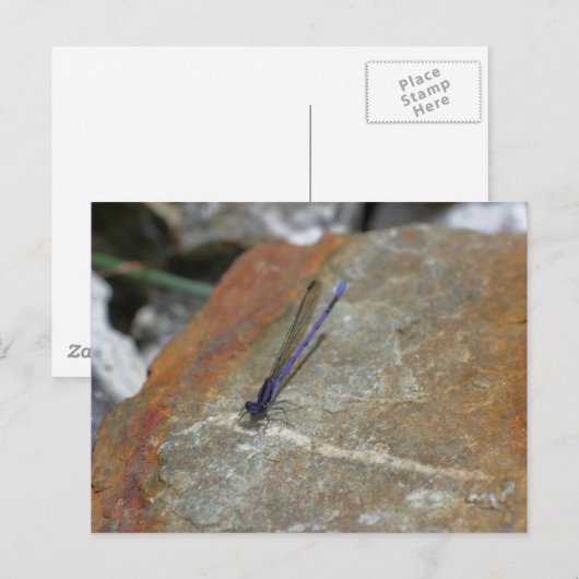 Paarse Damselfly Natuur Fotografie Briefkaart (Voorkant / Achterkant)