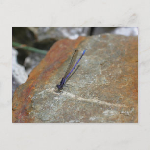 Paarse Damselfly Natuur Fotografie Briefkaart