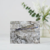 Paarse Damselfly op de Natuur van de Kwartz Rock Briefkaart (Staand voorkant)