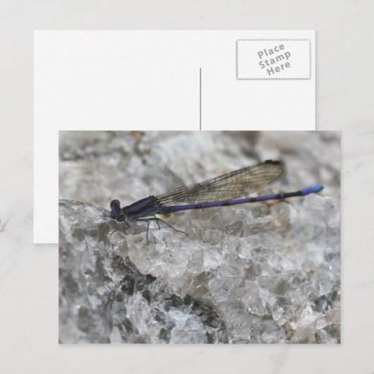 Paarse Damselfly op de Natuur van de Kwartz Rock Briefkaart (Voorkant / Achterkant)