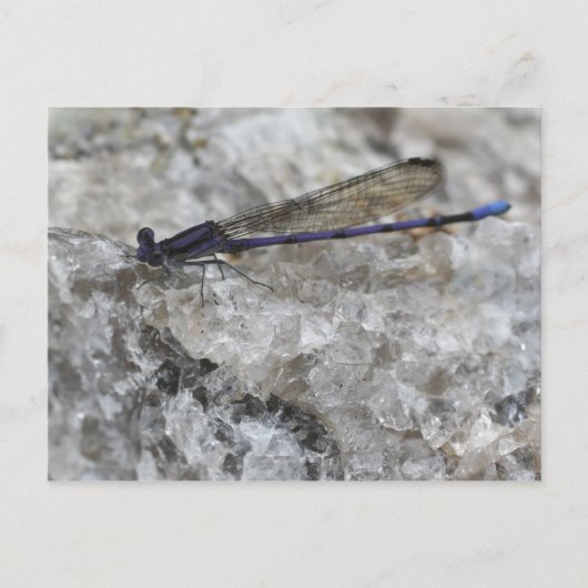 Paarse Damselfly op de Natuur van de Kwartz Rock Briefkaart (Voorkant)