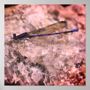 Paarse Damselfly op Kwartz Rock dicht Poster