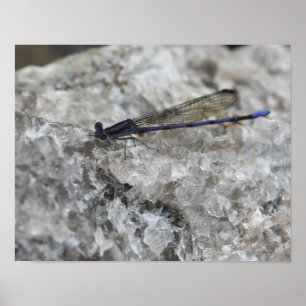 Paarse Damselfly op Quartz Rock Insect Poster
