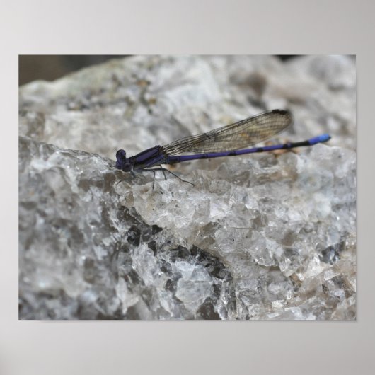 Paarse Damselfly op Quartz Rock Insect Poster (Voorkant)
