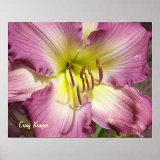 Paarse Daylily Poster