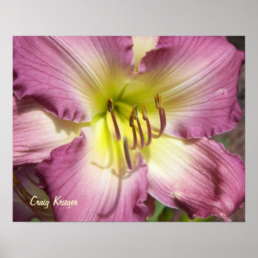 Paarse Daylily Poster (Voorkant)