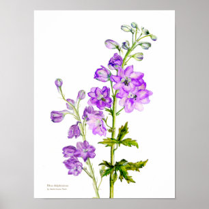 Paarse delfinium botanische fijne kunst poster afd