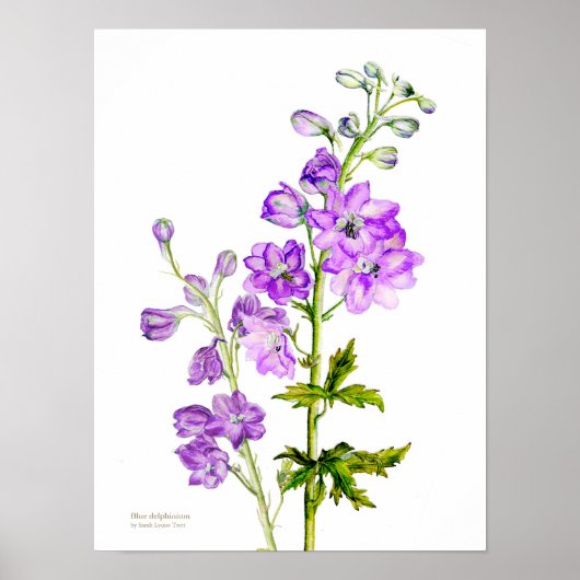 Paarse delfinium botanische fijne kunst poster afd (Voorkant)