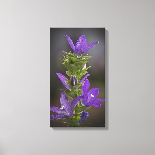 Paarse Delight Galerij Canvas Wrap Afdruk (Voorkant)