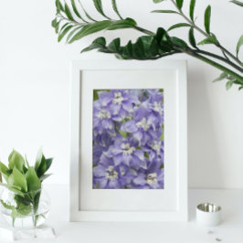 Paarse Delphinium Bloemen Bloesem Bloemstuk Foto Afdruk