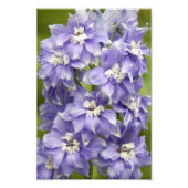 Paarse Delphinium Blooms Floral Foto Afdruk (Voorkant)