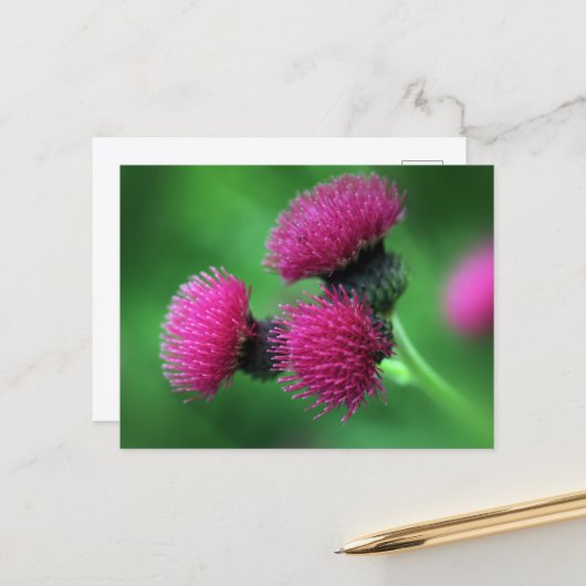Paarse distel ansichtkaart briefkaart (Voorkant / Achterkant in situ)