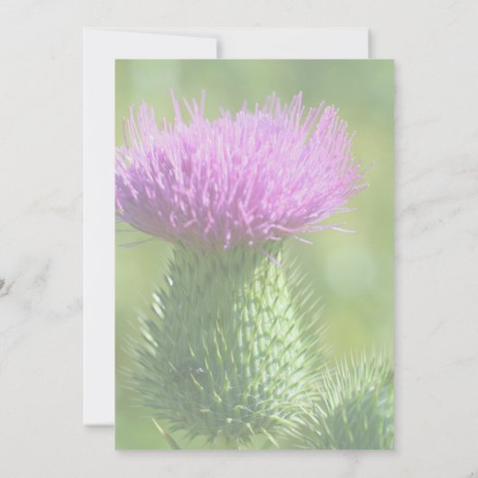 Paarse distelbloem partij kaart (Achterkant)