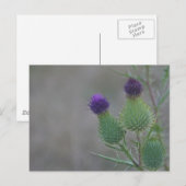 Paarse distels briefkaart (Voorkant / Achterkant)