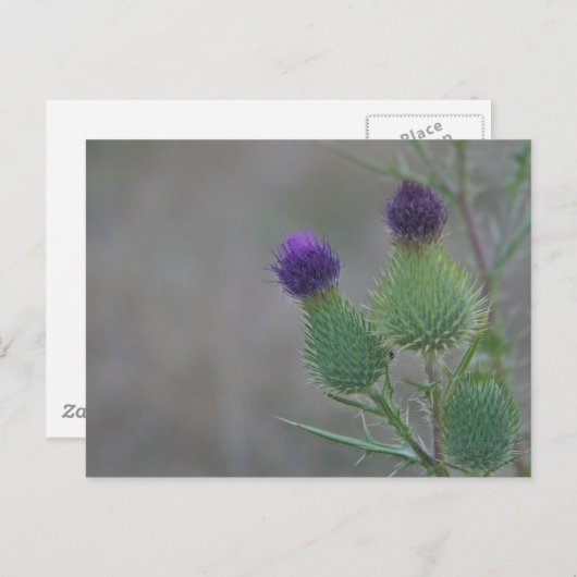 Paarse distels briefkaart (Voorkant / Achterkant)