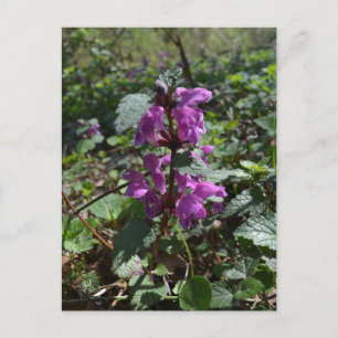 Paarse dovenetel (Lamium purpureum) in bloei Briefkaart