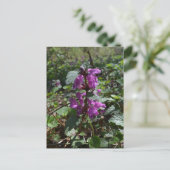 Paarse dovenetel (Lamium purpureum) in bloei Briefkaart (Staand voorkant)