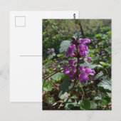 Paarse dovenetel (Lamium purpureum) in bloei Briefkaart (Voorkant / Achterkant)
