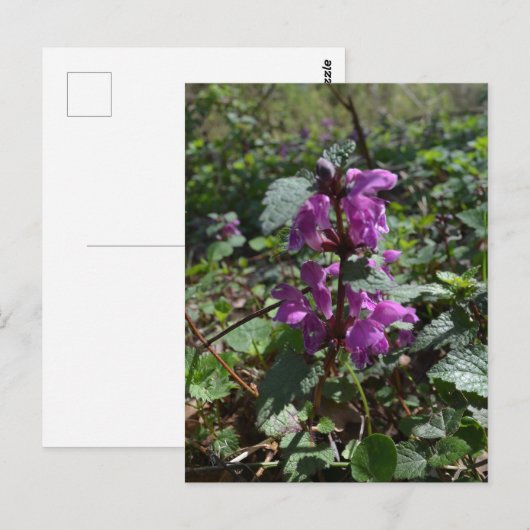 Paarse dovenetel (Lamium purpureum) in bloei Briefkaart (Voorkant / Achterkant)