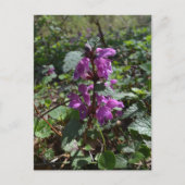 Paarse dovenetel (Lamium purpureum) in bloei Briefkaart (Voorkant)