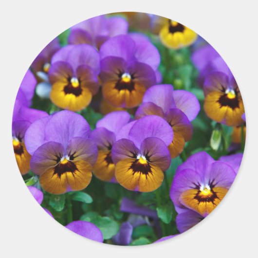 Paarse driekleurige viooltjes ronde sticker (Voorkant)