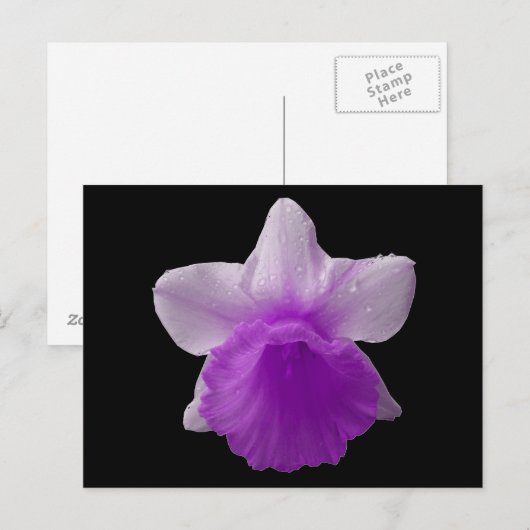 Paarse druipende narcis Briefkaart (Voorkant / Achterkant)